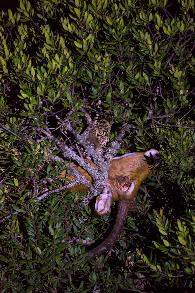 laikipia